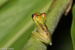 Image of Bott's Bright-eyed Frog