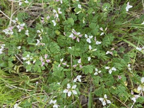 Image of Cretan crownvetch