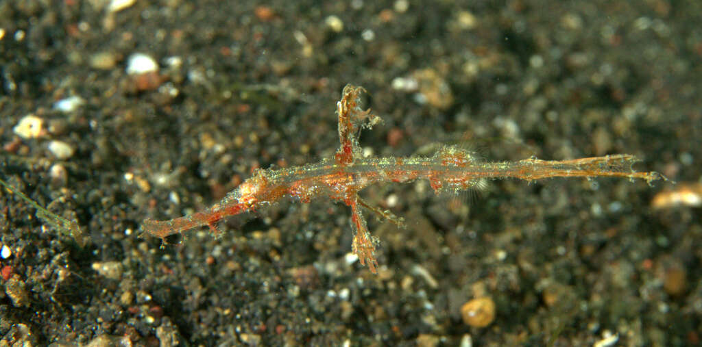 Image of Hairy ghost pipefish