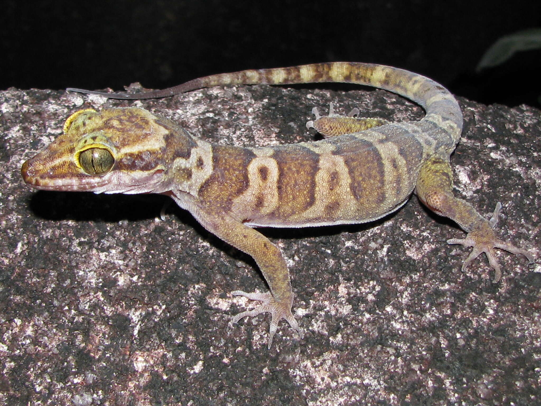 Слика од Cyrtodactylus hoskini Shea, Couper, Wilmer & Amey 2011