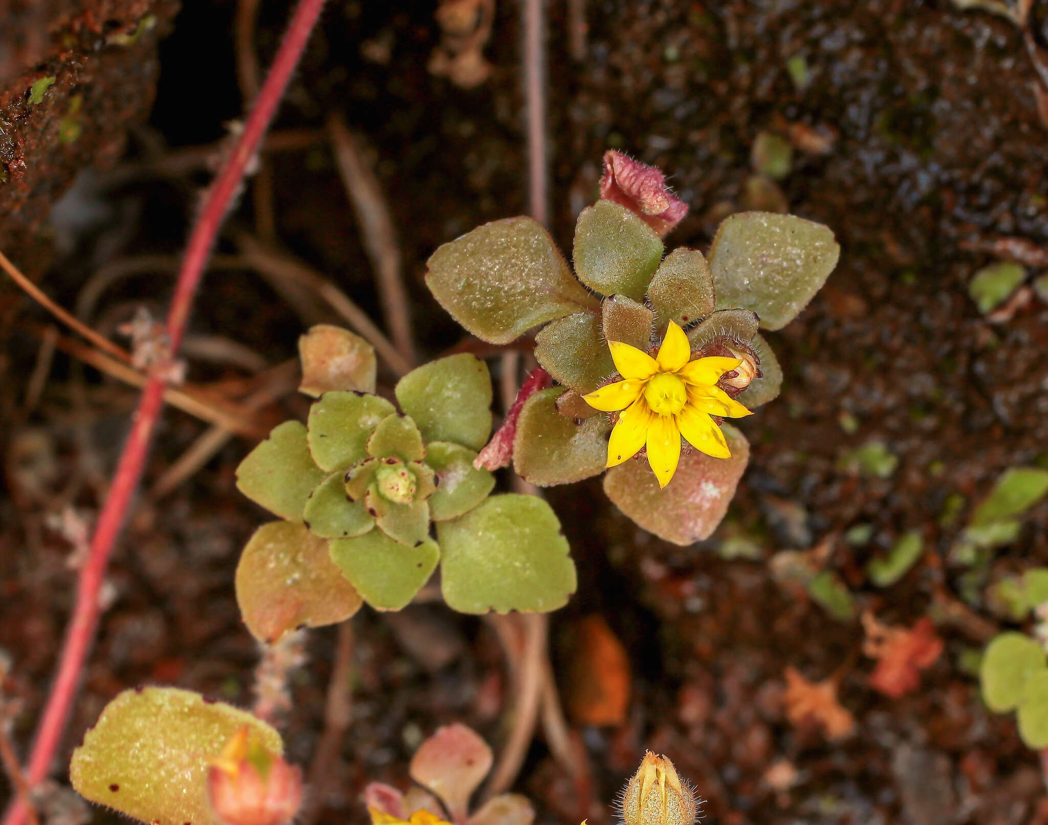 Image of Aichryson parlatorei C. Bolle