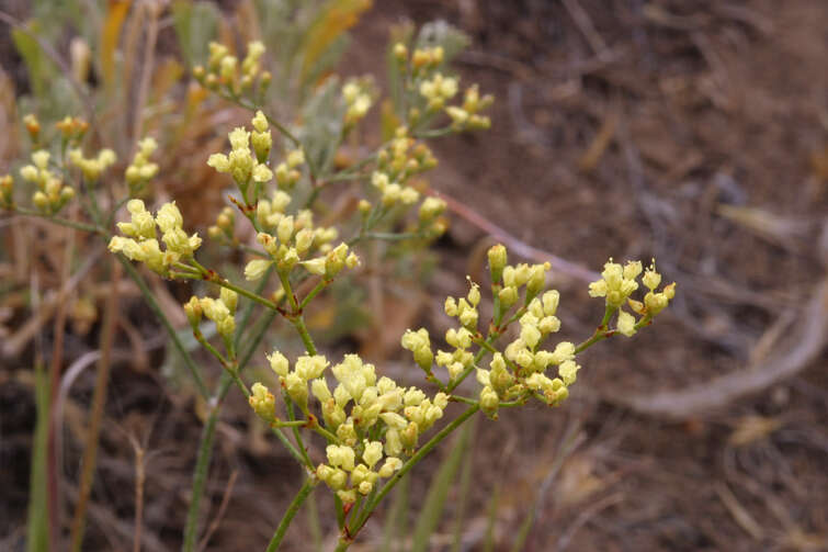 Imagem de Eriogonum microtheca var. ambiguum (M. E. Jones) Reveal