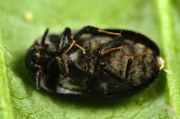 Image of Fur beetle