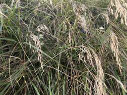 Image de Calamagrostis cainii Hitchc.