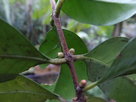 Image of Coffea millotii J.-F. Leroy