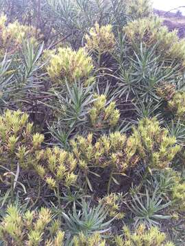 Plancia ëd Echium aculeatum Poir.