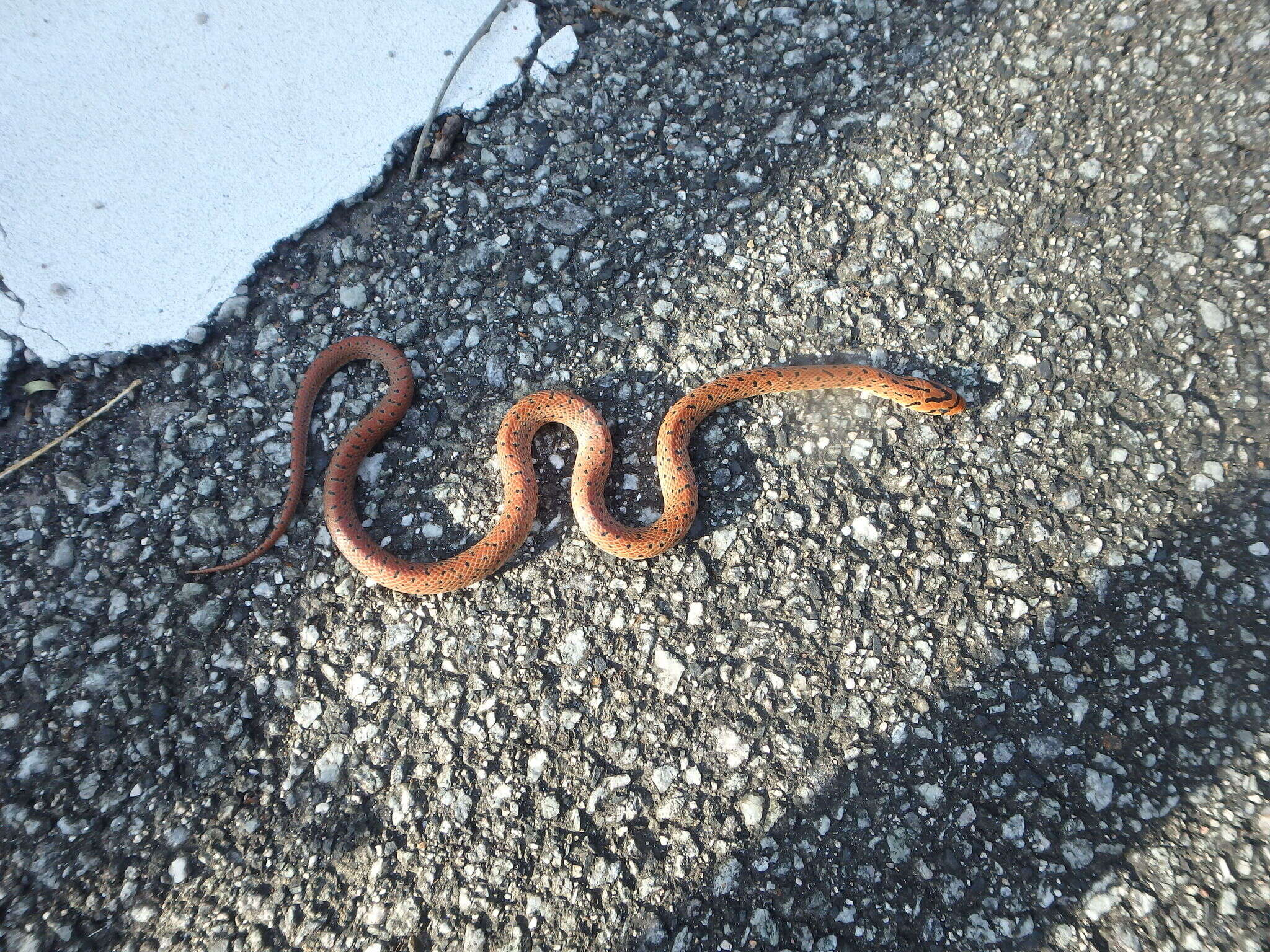 Image of Burrowing Ratsnake