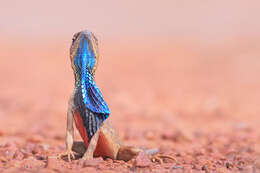 Image of superb large fan-throated lizard