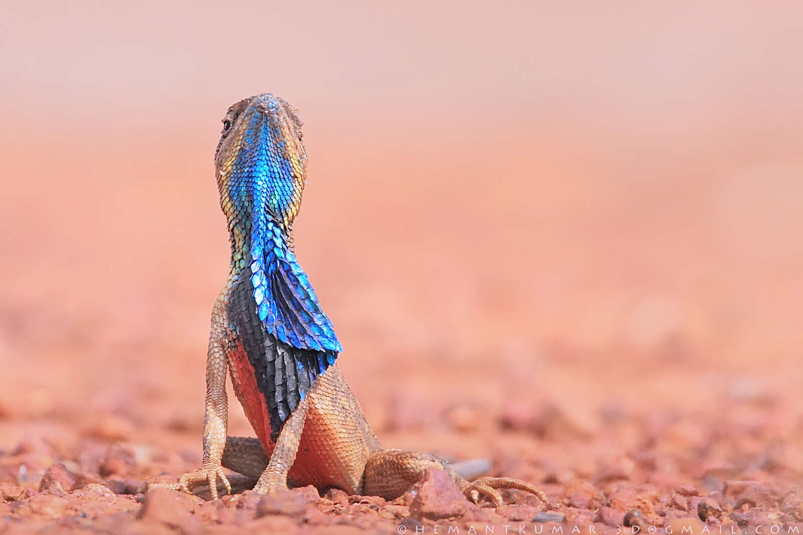 Image of superb large fan-throated lizard