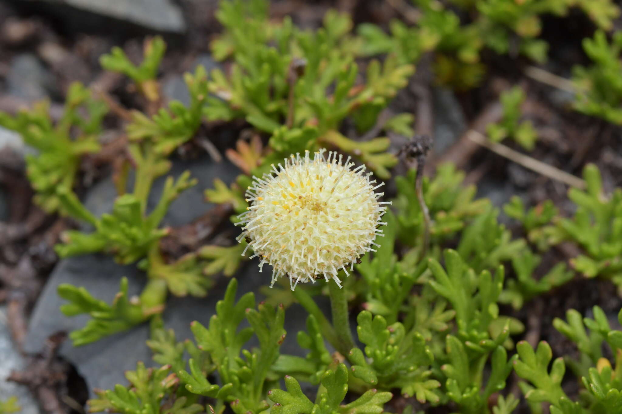 Plancia ëd Leptinella pyrethrifolia (Hook. fil.) D. G. Lloyd & C. J. Webb