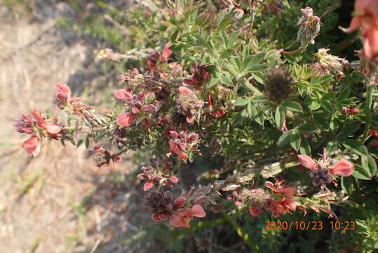 Imagem de Indigofera porrecta Eckl. & Zeyh.