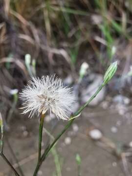 Imagem de Symphyotrichum subulatum var. parviflorum (Nees) S. D. Sundberg