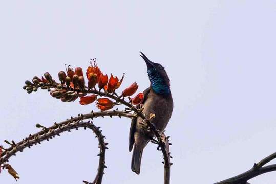 Image of Blue-throated Brown Sunbird