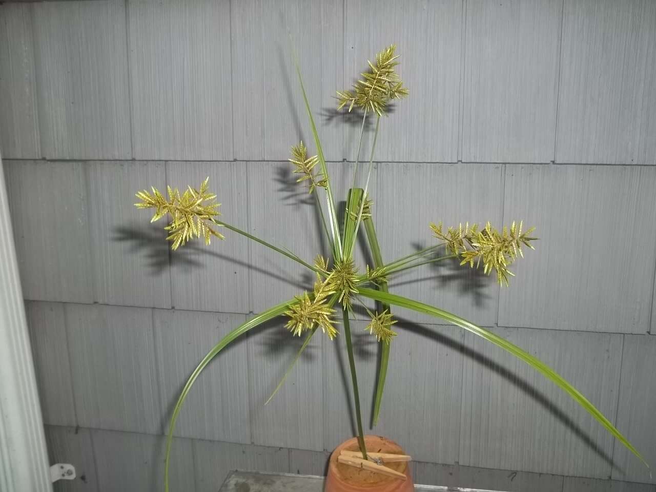 Imagem de Cyperus microiria Steud.