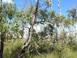Image of Eucalyptus latisinensis K. D. Hill
