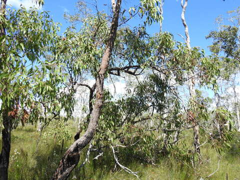 Слика од Eucalyptus latisinensis K. D. Hill