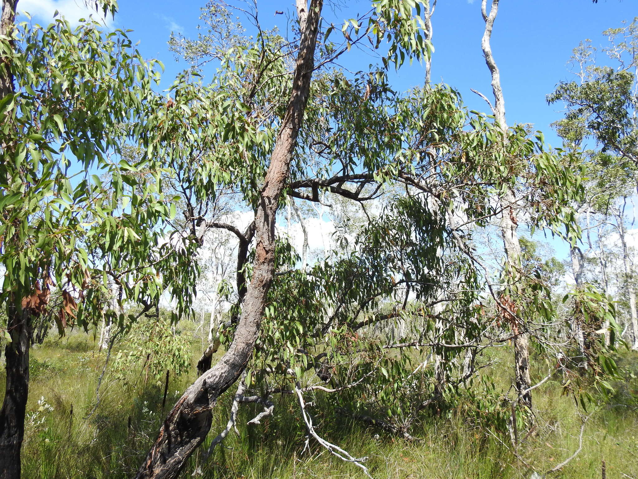 Image of Eucalyptus latisinensis K. D. Hill