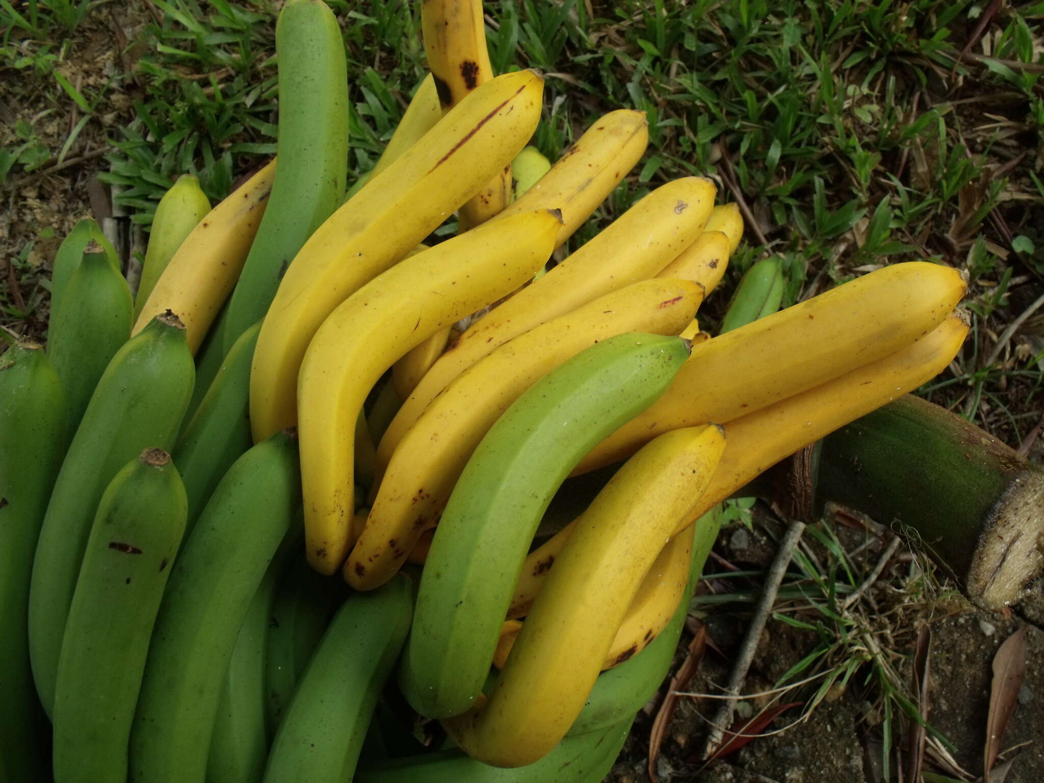 Image of Musa banksii F. Muell.