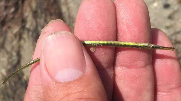 Image of Chain pipefish