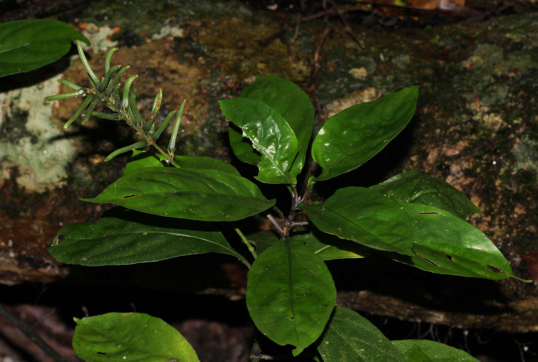 Image of Pseuderanthemum subviscosum (C. B. Cl.) Stapf