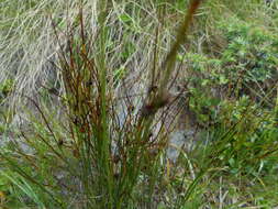 Image de Juncus trifidus L.