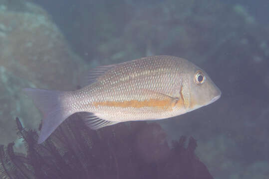 Image of Orange-striped emperor