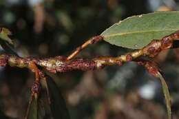 Plancia ëd Selitrichodes globulus Girault 1913