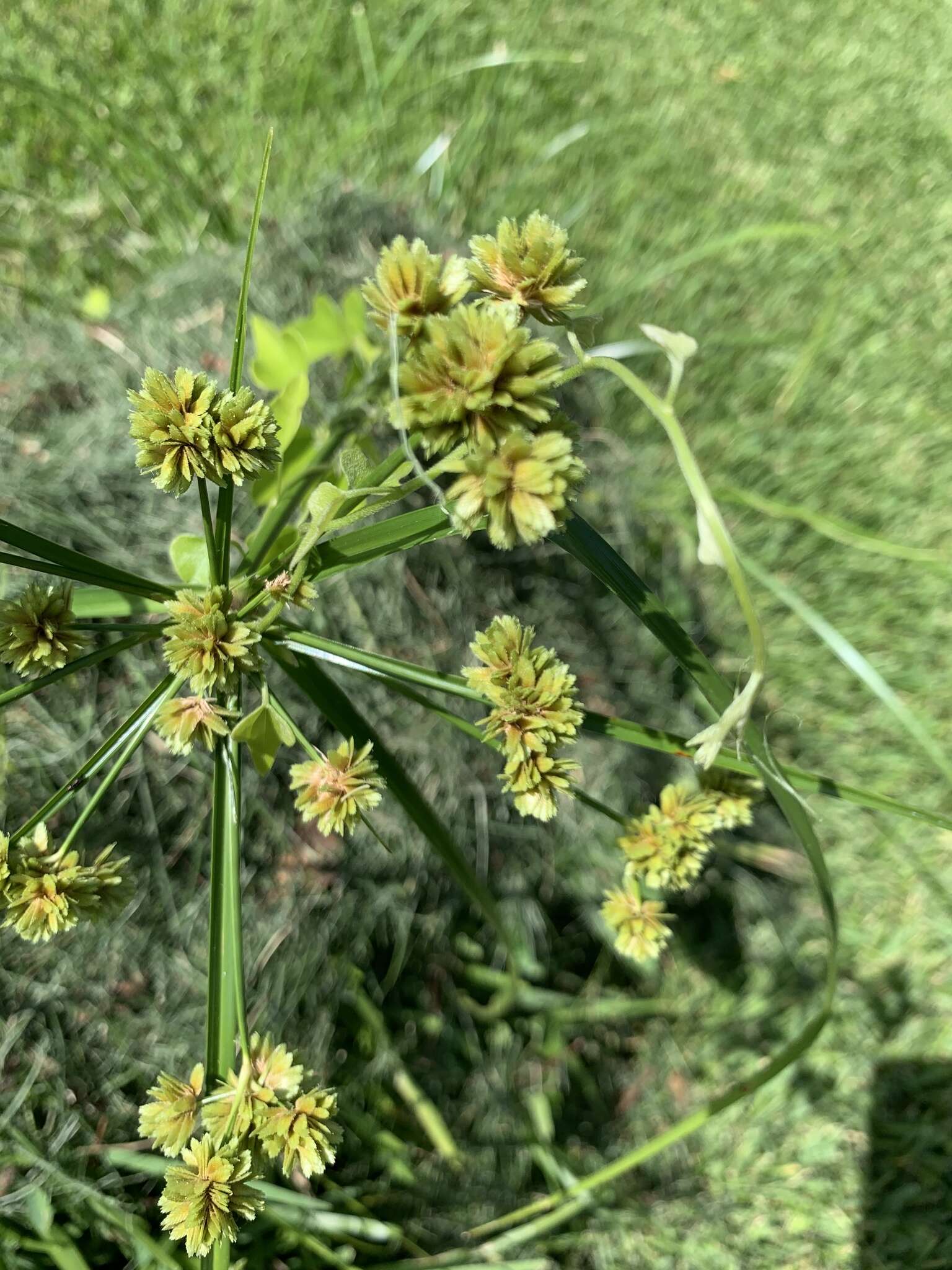 Image of woodrush flatsedge