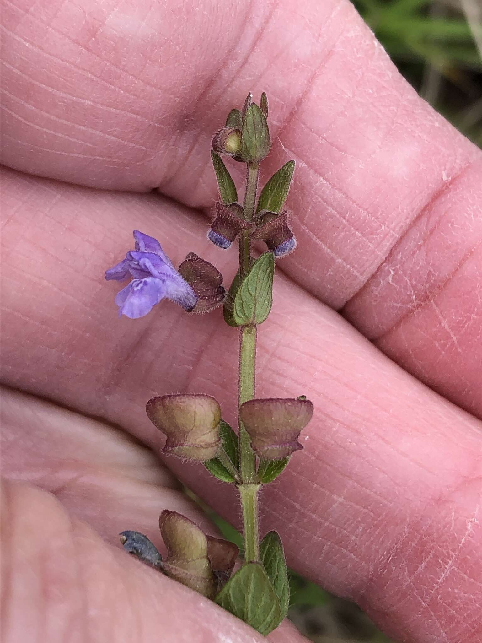 Scutellaria parvula Michx. resmi