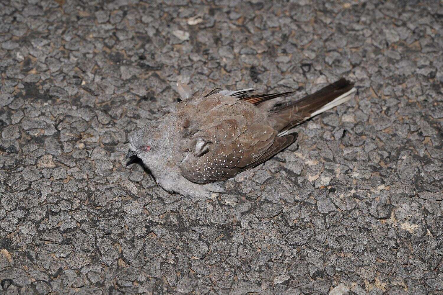 Image of Diamond Dove