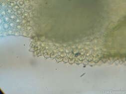 Image of Cololejeunea biddlecomiae (Austin ex Pearson) A. Evans