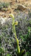 Image of Early spider orchid