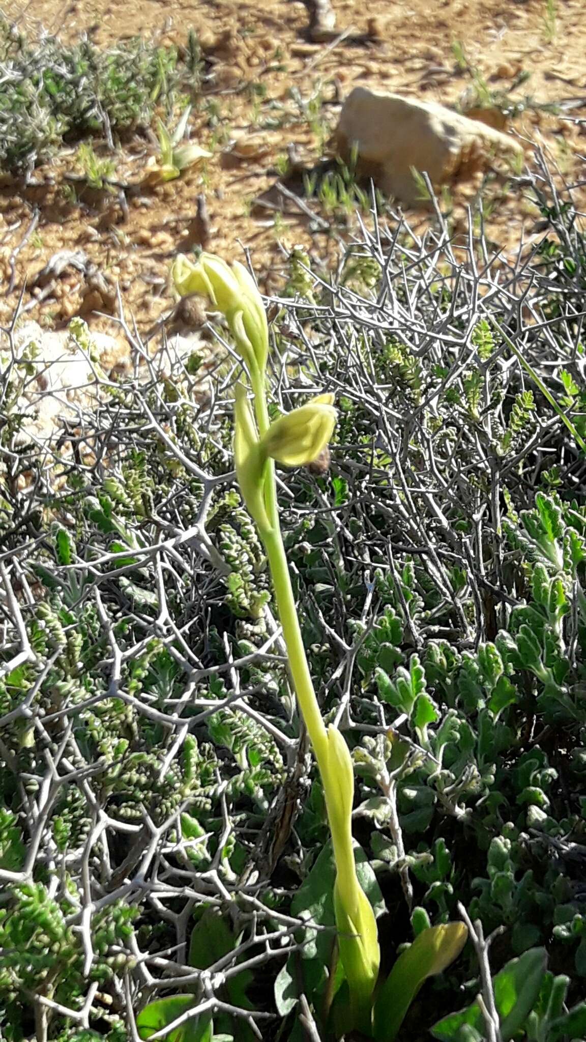 Image of Early spider orchid