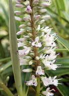 Image of Veronica stricta var. egmontiana (L. B. Moore) Garn.-Jones