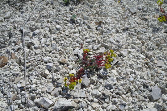 Euphorbia petrophila C. A. Mey. resmi