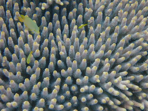 Image of Staghorn coral