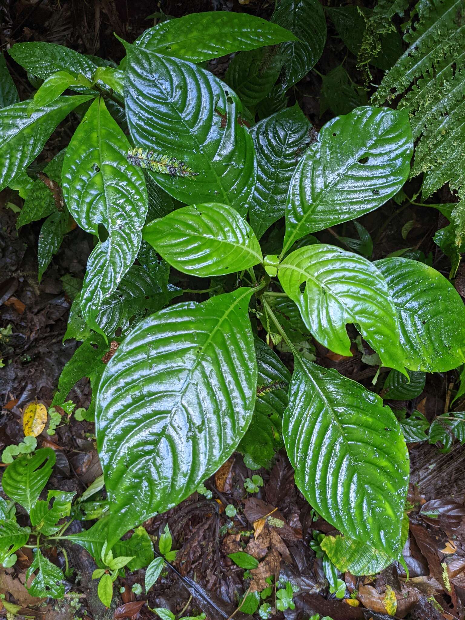 Image of Hoffmannia viridis Rusby