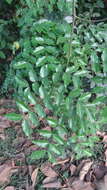 Image of Caesalpinia cucullata Roxb.