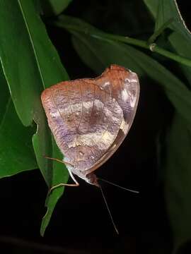 Image of Catonephele nyctimus Westwood 1850