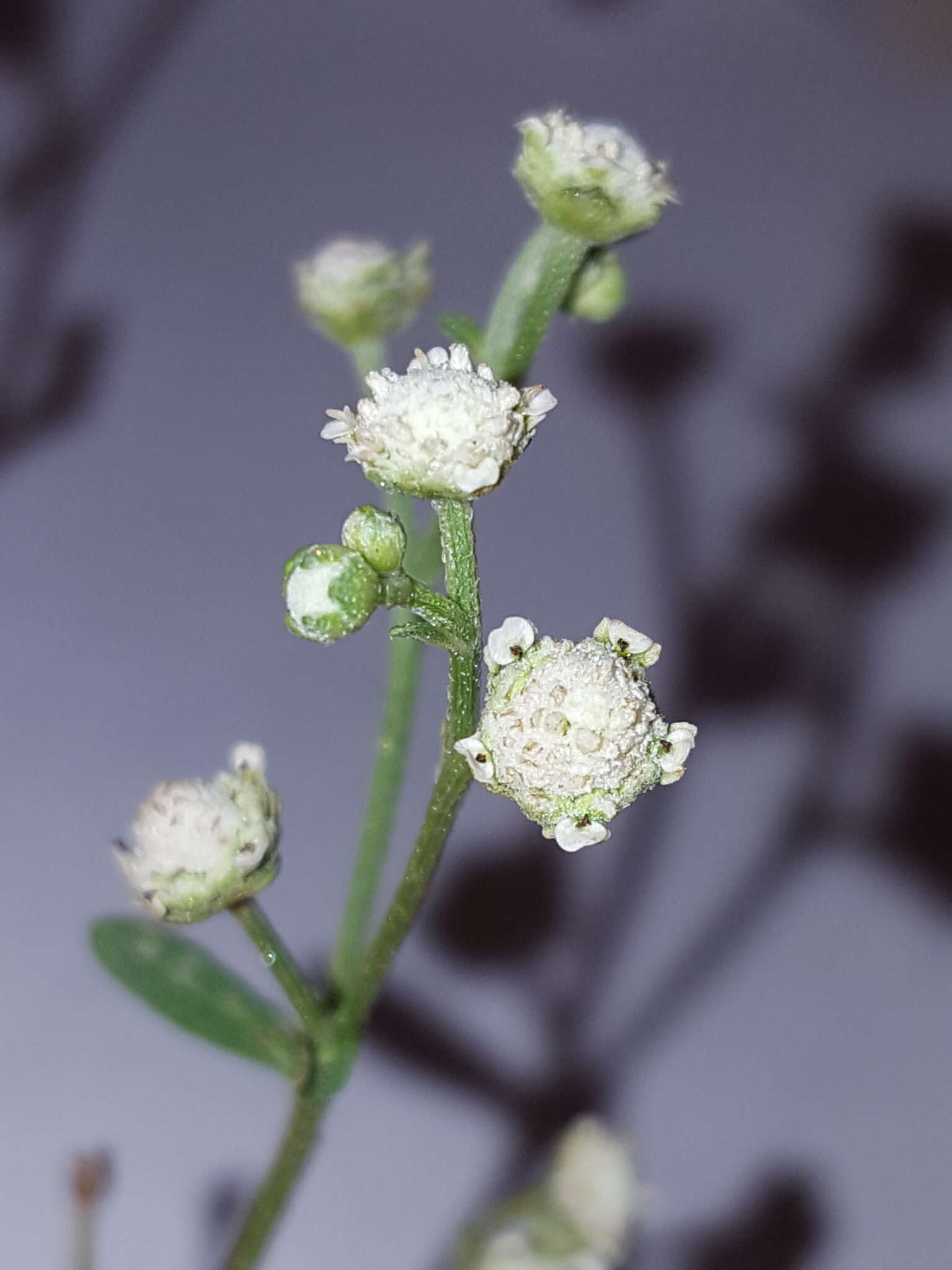 Image of Gray's feverfew