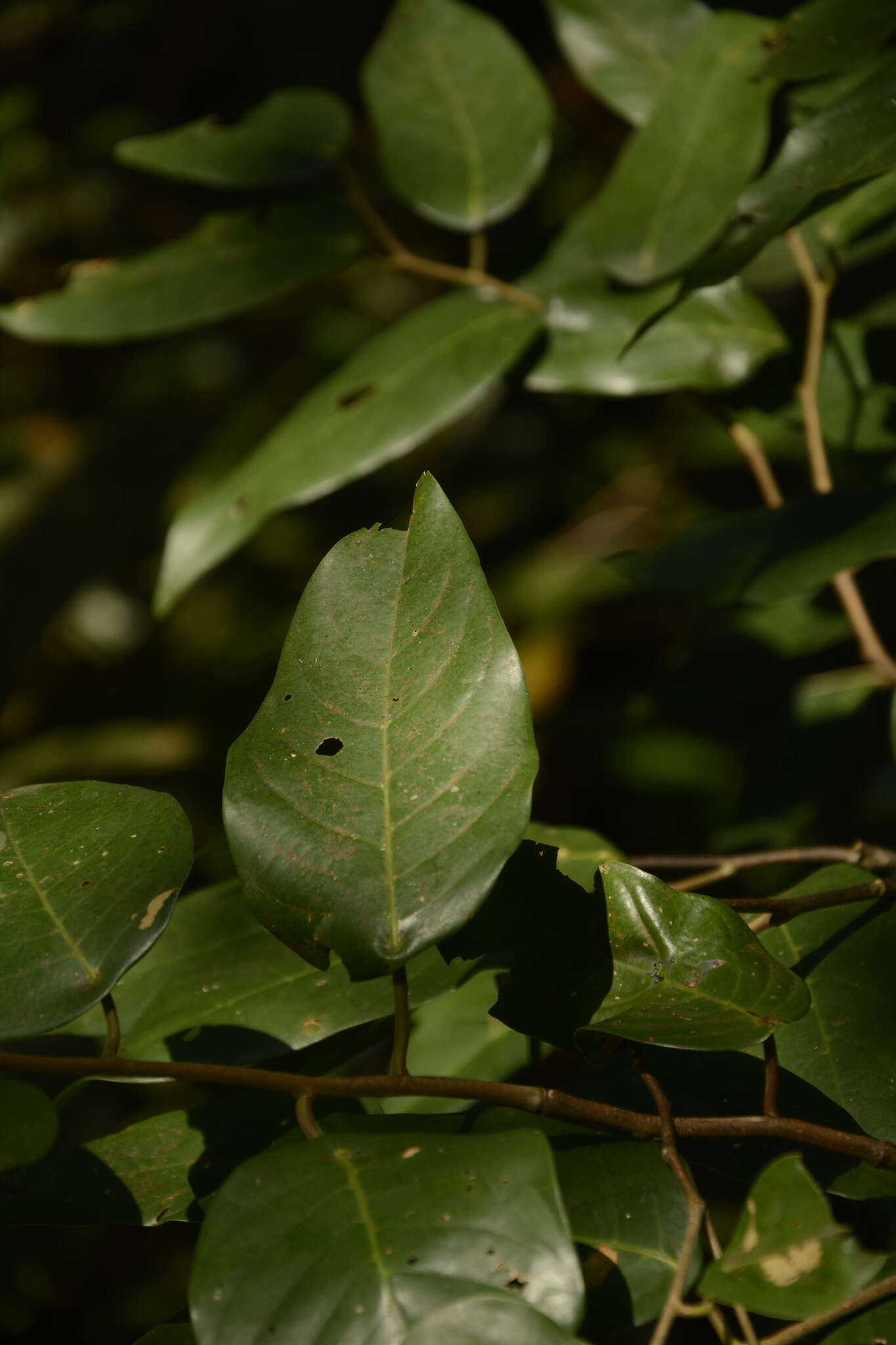 Hopea canarensis Hole的圖片