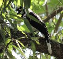 Imagem de Cyanocorax dickeyi Moore & RT 1935