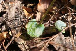 Plancia ëd Townsonia viridis (Hook. fil.) Schltr.