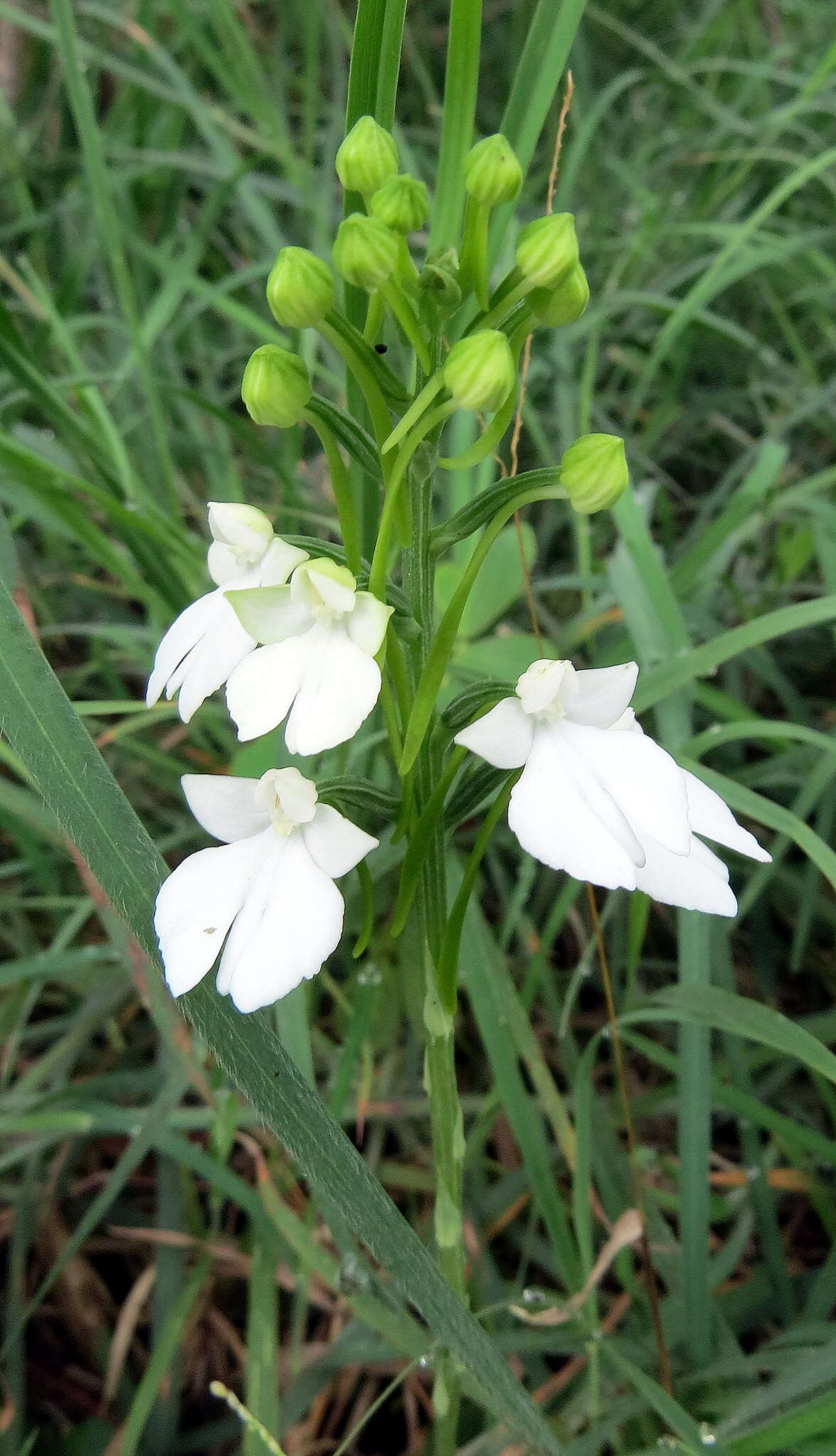 Image of Habenaria plantaginea Lindl.