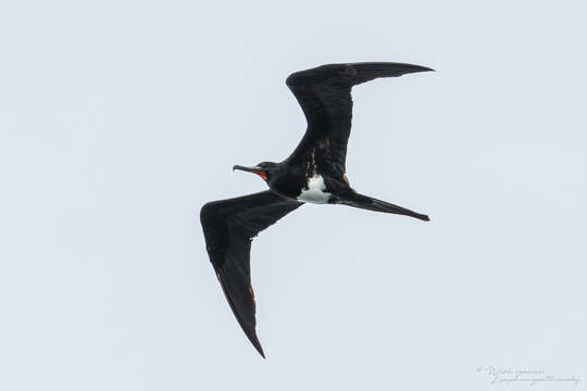 Image of Andrews' Frigatebird