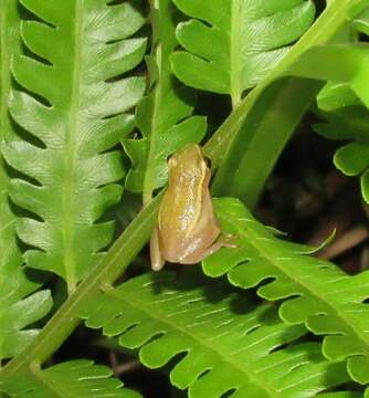 Image of Avoca Reed Frog