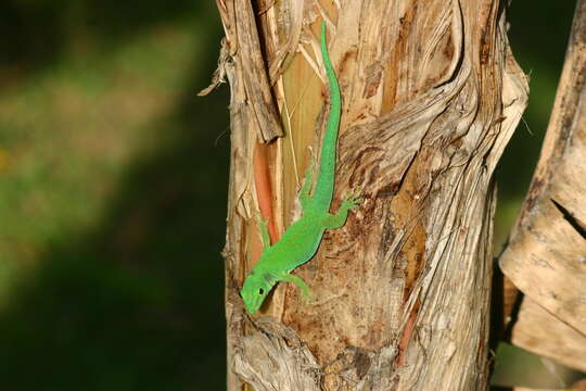 Image of La Digue Day Gecko