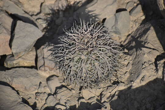 Melocactus peruvianus Vaupel resmi