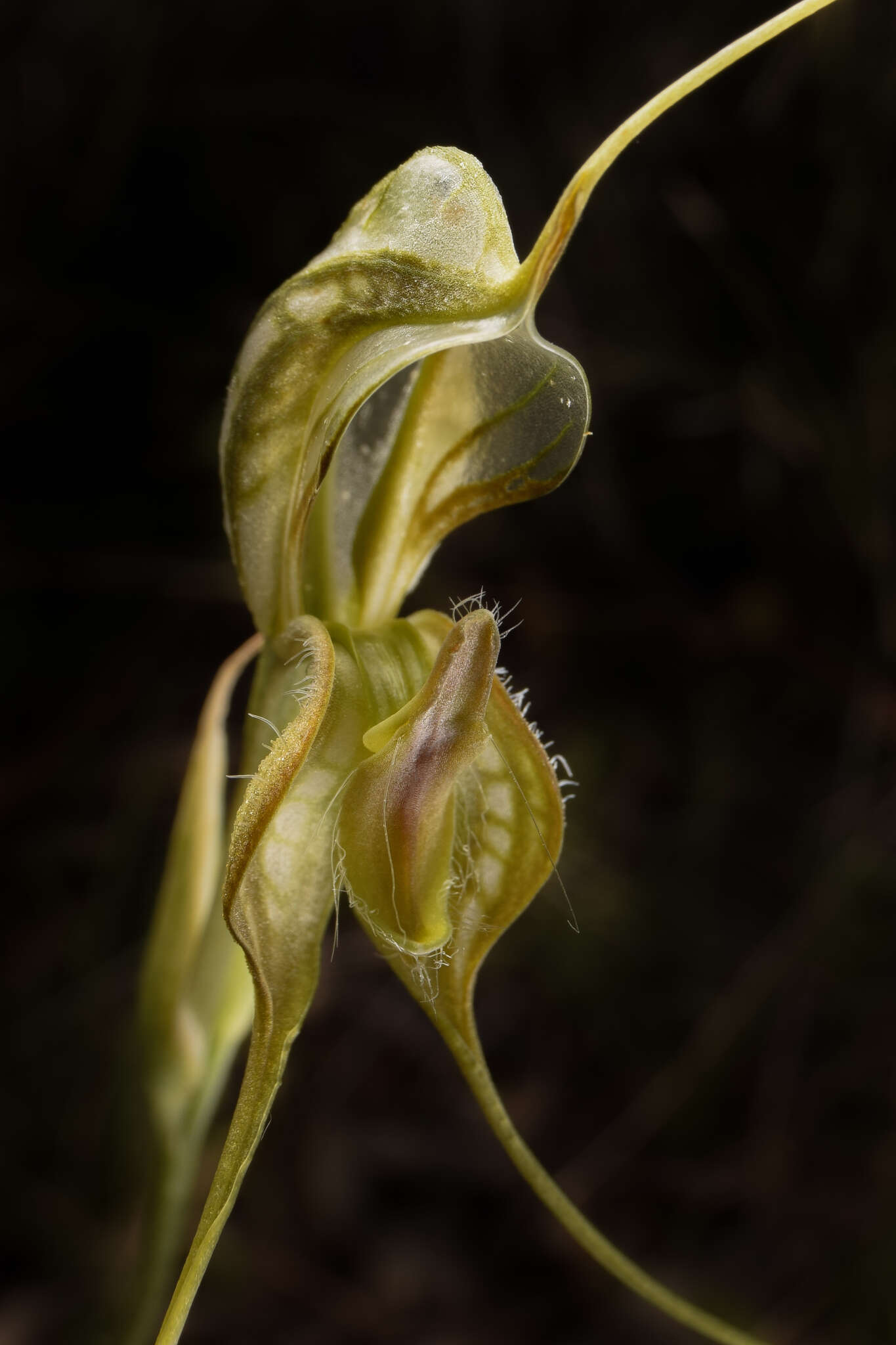 Image of Long-tailed rustyhood