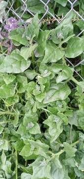 Image of spinach